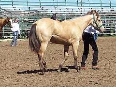 Pictured here as a Yearling