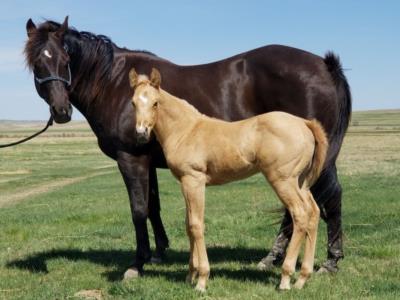 Woroniecki Ranch Quarter Horses