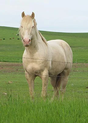 Walter O Rielly<br>AQHA #4343282