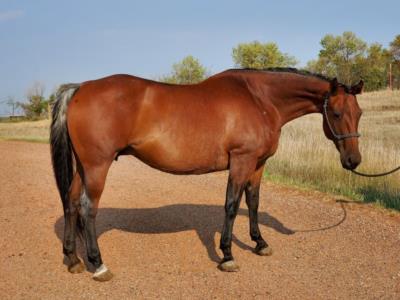 bay quarter horse stallion