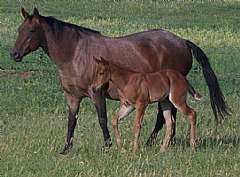 Pictured as a foal
