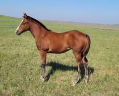 Paddys Gin Royal JW <BR> AQHA 6258516