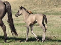 Woroniecki Ranch Quarter Horses