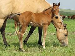 Paddys Gin Luke JW<br>AQHA Pending