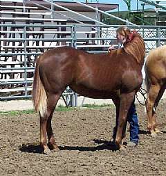 Pictured in this photo as a yearling