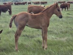 Woroniecki Ranch Quarter Horses