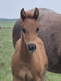 Woroniecki Ranch Quarter Horses